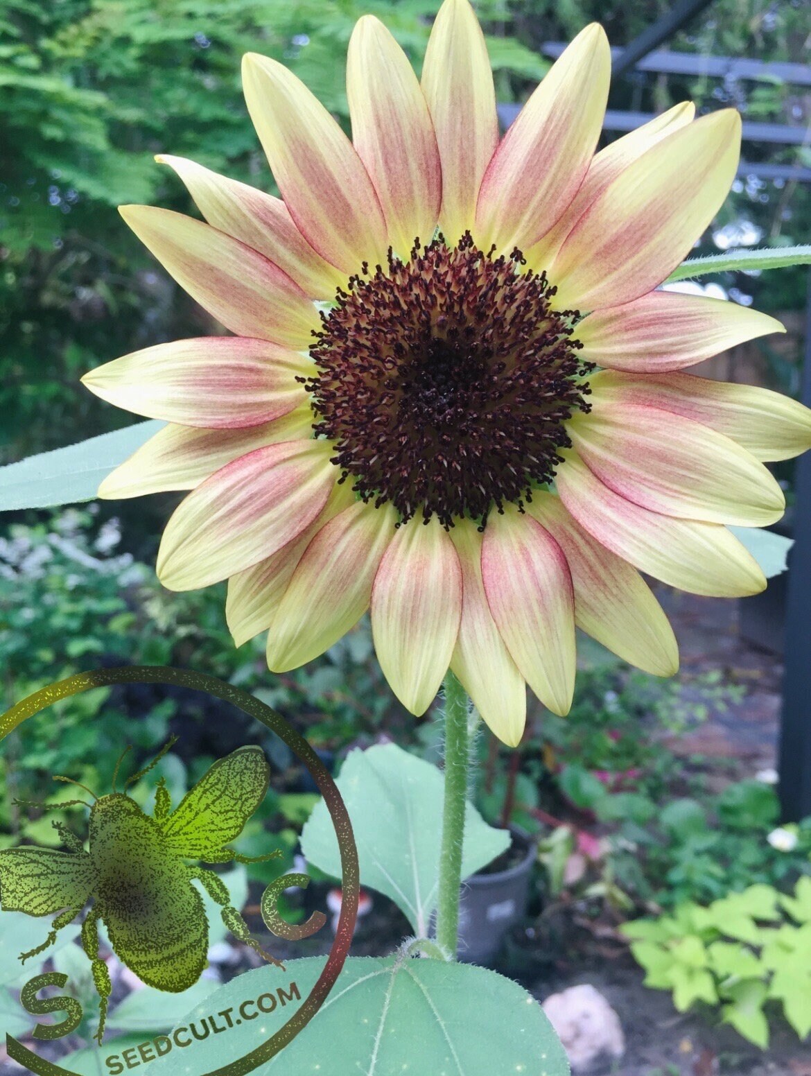 Strawberry blonde sunflowers online