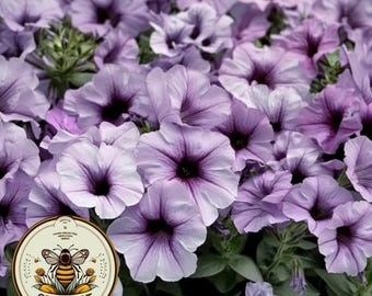 Madness Plum Crazy Petunia Seeds, Pelleted for easier sowing and germination, Petunia Hybrida PE7925P