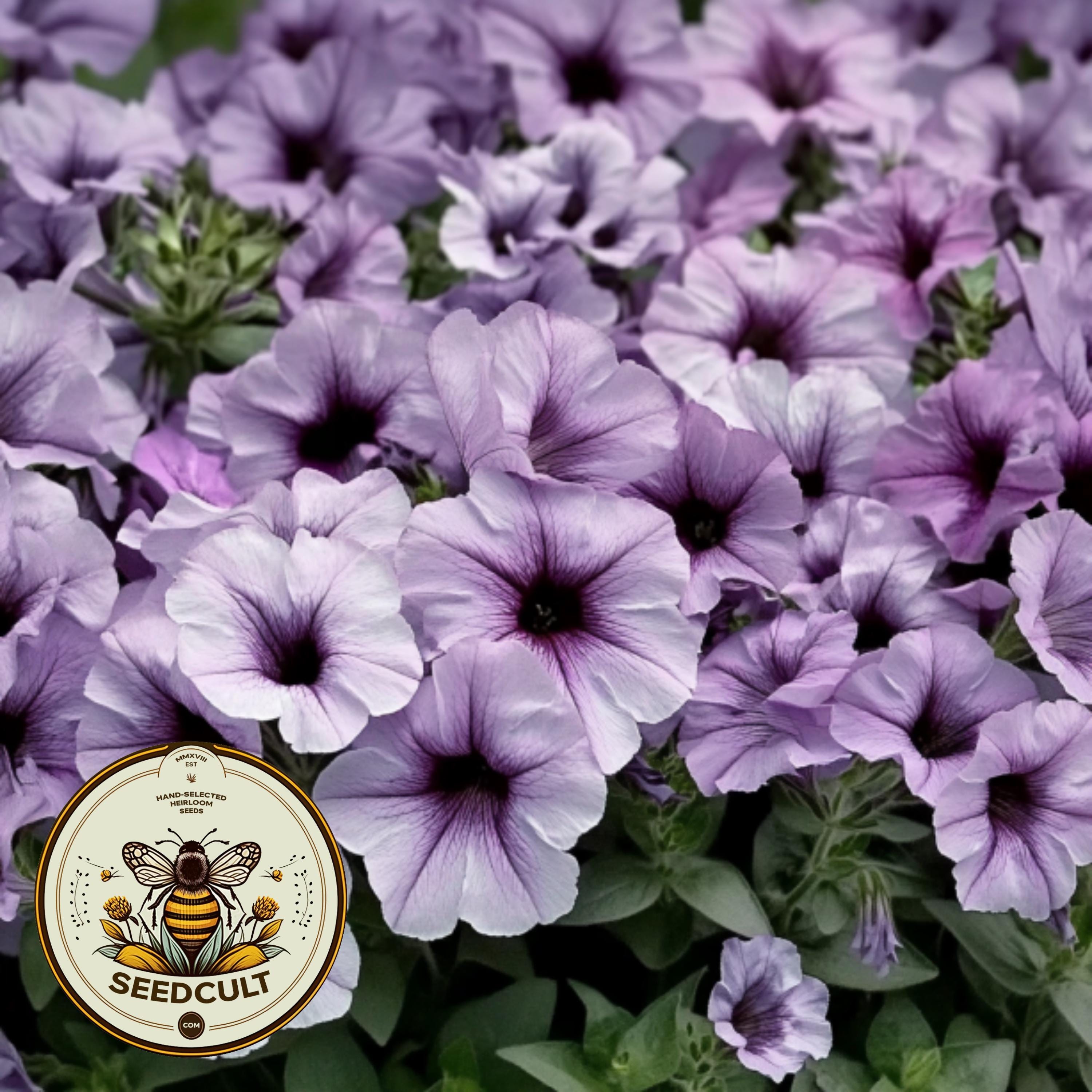 Madness Plum Crazy Petunia Seeds, Pelleted for Easier Sowing and