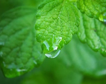 Bulk Lemon Balm Seeds, Melissa Officinalis ME011C