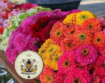 GLOWSTICK Zinnia Seeds, SeedCult Exclusive, Fluorescent Neon Colors, ZE5325