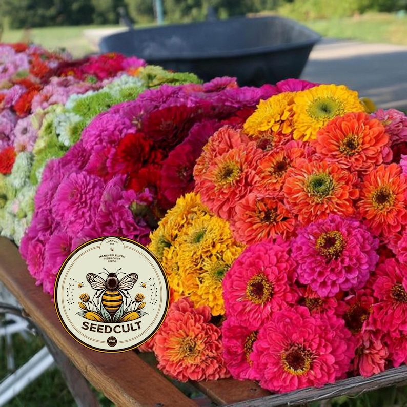 Semillas de zinnia GLOWSTICK, exclusivas de SeedCult, colores neón fluorescentes, ZE5325 imagen 1