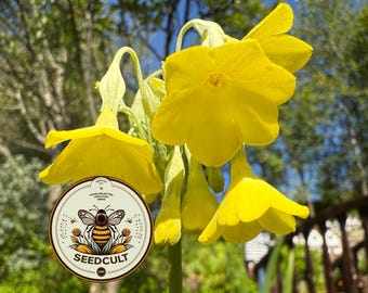 NEW! Tibetan Cowslip Seeds, Primula Florindae, Fragrant Yellow Perennial for Bogs & Streamsides, Giant Cowslip, PM3620