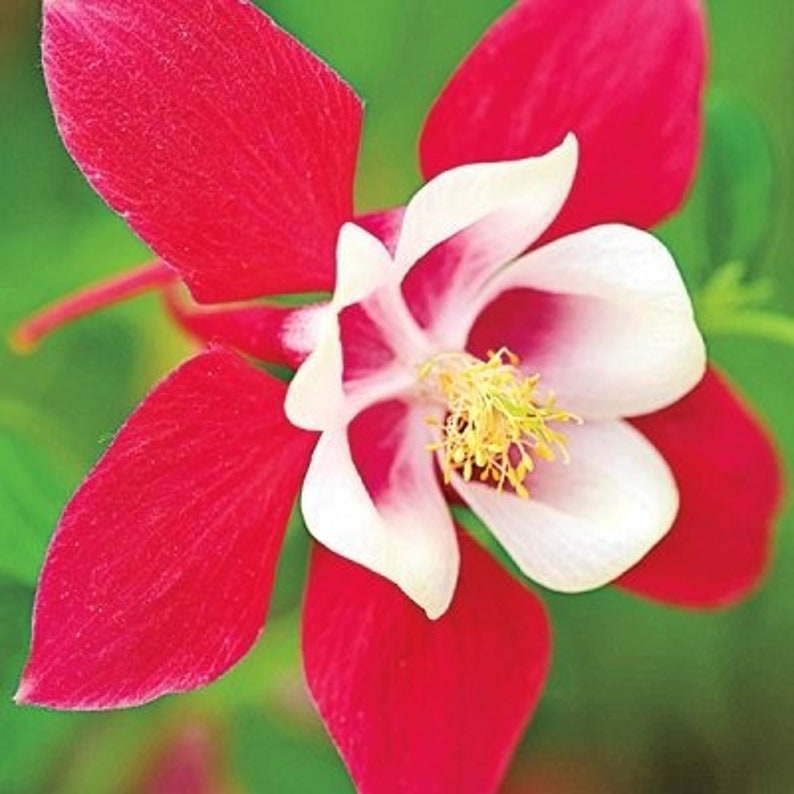 20 Crimson Star Columbine Seeds, Flowering Shade Perennial, Aquilegia Crimson Star AQ0420 image 2