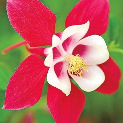 Crimson Star Columbine Seeds Flowering Shade Perennial | Etsy
