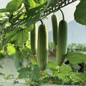 Luffa Seeds, Loofah Gourd, Luffa Cylindrica LU0110