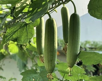 Luffa Seeds, Loofah Gourd, Luffa Cylindrica LU0110