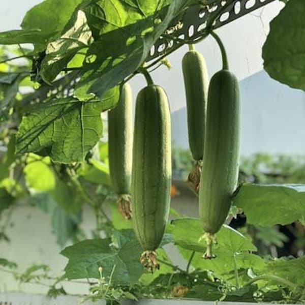 Luffa Seeds, Loofah Gourd, Luffa Cylindrica LU0110