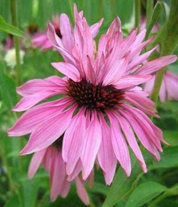 10 Double Decker Echinacea Coneflower Medicinal Plants Etsy