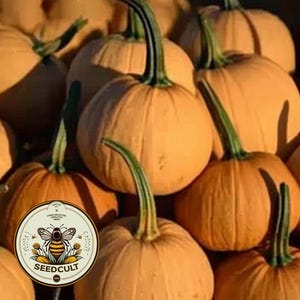 10 Seminole Pumpkin Seeds,  Cucurbita Moschata, CB0810