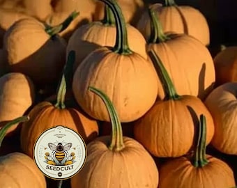 May include: A close-up of a group of orange pumpkins. The pumpkins are arranged in a pile, with some of them overlapping. The pumpkins are all different sizes and shapes. The pumpkins are a popular fall decoration.