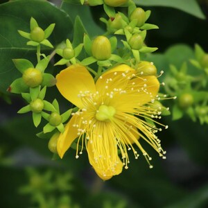 K&ouml;nnte beinhalten: Eine einzelne gelbe Bl&uuml;te mit vielen d&uuml;nnen Bl&uuml;tenbl&auml;ttern und einer gelben Mitte. Die Bl&uuml;te ist von gr&uuml;nen Bl&auml;ttern und Knospen umgeben.