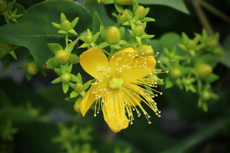 K&ouml;nnte beinhalten: Eine einzelne gelbe Bl&uuml;te mit vielen d&uuml;nnen Bl&uuml;tenbl&auml;ttern und einer gelben Mitte. Die Bl&uuml;te ist von gr&uuml;nen Bl&auml;ttern und Knospen umgeben.