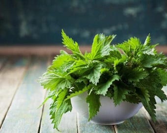 Bulk Stinging Nettle Seeds UR011C