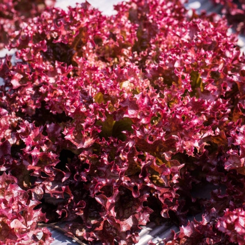 Organic Ruby Red Leaf Lettuce Seeds Lactuca Sativa Etsy