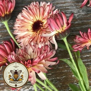 Strawberry Blonde Calendula Seeds, Calendula officianalis CL4020