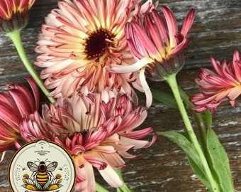 Strawberry Blonde Calendula Seeds, Calendula officianalis CL4020