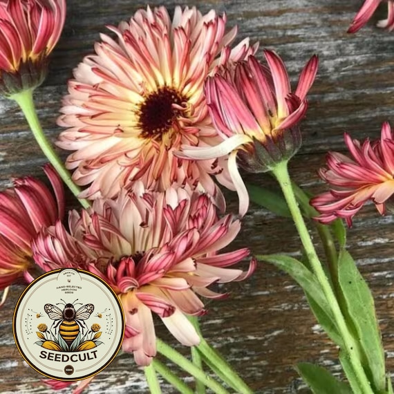 Strawberry Blonde Calendula Seeds, Calendula officianalis CL4020