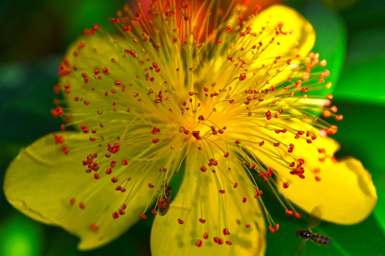 K&ouml;nnte beinhalten: Nahaufnahme einer gelben Bl&uuml;te mit rotem Pollen. Die Bl&uuml;te hat eine zarte, federartige Textur und steht in voller Bl&uuml;te.