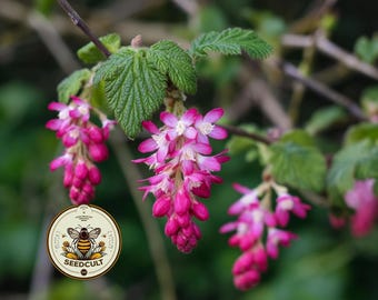 NEW! Native Pink Mountain Currant, Sierra Currant, US Native Plants, RB6025