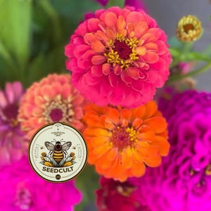 Semillas de zinnia GLOWSTICK, exclusivas de SeedCult, colores neón fluorescentes, ZE5325 imagen 6