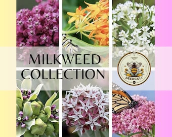 6 Pack Milkweed Collection (seeds are separated) Prairie, Common, Orange, Showy, Swamp and Whorled MW0720E