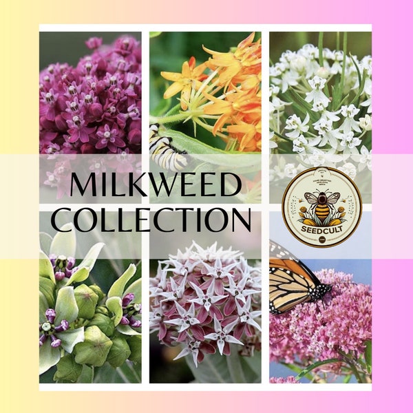 6 Pack Milkweed Collection (seeds are separated) Antelope, Common, Orange, Showy, Swamp and Whorled MW0720E