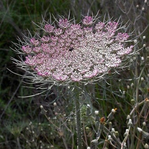 May include: Close-up of a Queen Anne's Lace flower. The flower head is a cluster of tiny white and pink florets, surrounded by spiky bracts. The stem is green and covered in small hairs, with a backdrop of blurred greenery.