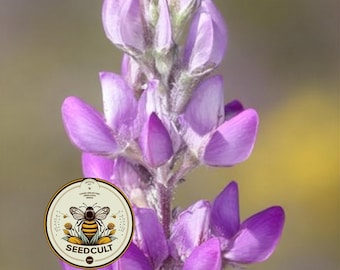 NEW! Native Arizona Lupine Seeds, Lupinus Arizonicus, California, Nevada, LP0825