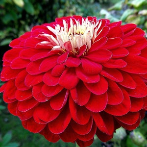 50 Cherry Giant Zinnia Seeds, Largest Giant Zinnias, Zinnia Elegans ZE1850