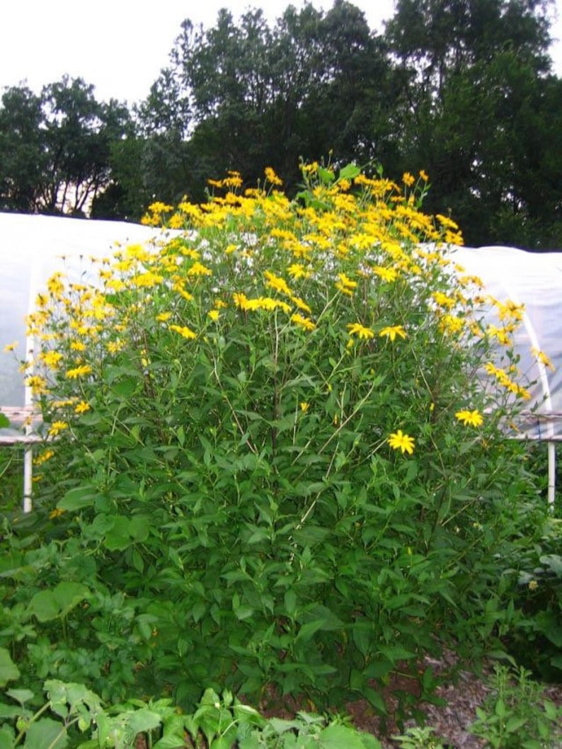 Sunchoke SEEDS, Jerusalem Artichoke, Potato Substitute, Helianthus Tuberosus HT0120 image 8