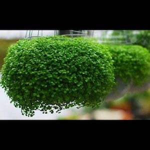 Pelleted Corsican Mint Seeds, Indoor or Outdoor, Hanging Basket, Ground Cover, Mentha requienii MT0220P