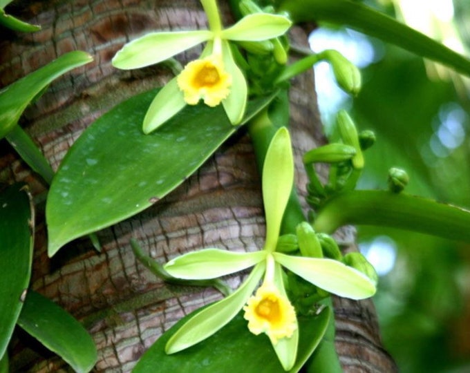 12 Inch Vanilla Bean Orchid Live Plant, Madagscar Vanilla, Vanilla