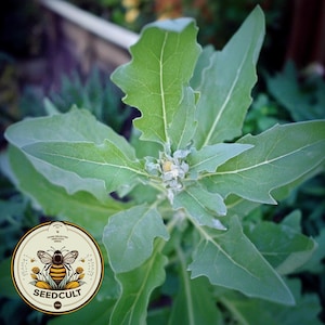 May include: Close-up of a green plant with large, textured leaves. A circular logo with a bee and the text "SEEDCULT" is in the lower left corner. The plant's leaves have a slightly frosted appearance, and the background is blurred.