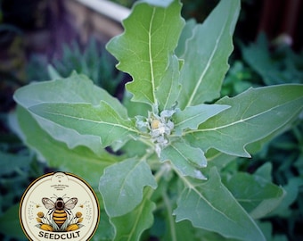 NEW! Fat Hen Seeds, Food Forest, Lamb's Quarters, Chenopodium Album, CP041C