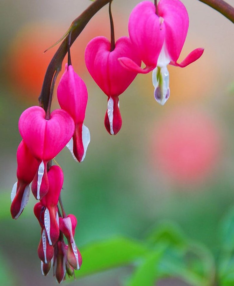 Pink Bleeding Heart Seeds, Lamprocapnos Spectabilis, Dicentra DS0110 image 1