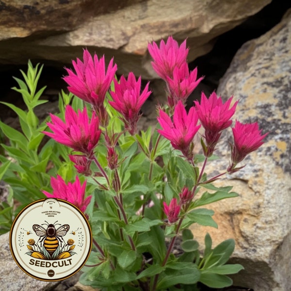 500 Rosy Indian Paintbrush Seeds, Castilleja Rhexifolia, CJ025C
