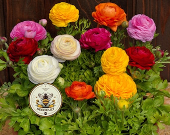 NEW! Bloomingdale Mix Ranunculus Seeds, Compact Container, Ranunculus Asiaticus, RN0220