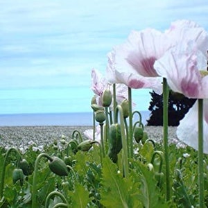 Afghan White Seeded Poppy Seeds, Huge Pod, Papaver Somniferum, Certified Organic, White, Pale Pink Purple, Bread seed poppies PS013CR image 2