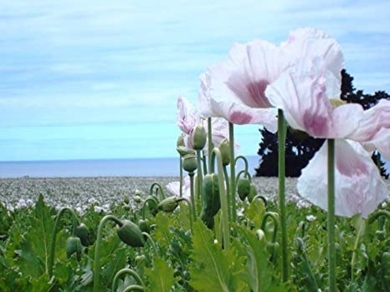 Afghan White Seeded Poppy Seeds, Huge Pod, Papaver Somniferum, Certified Organic, White, Pale Pink Purple, Bread seed poppies PS013CR image 2