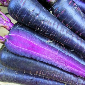 Deep Purple Carrot Seeds, Daucus Carota, DC0550