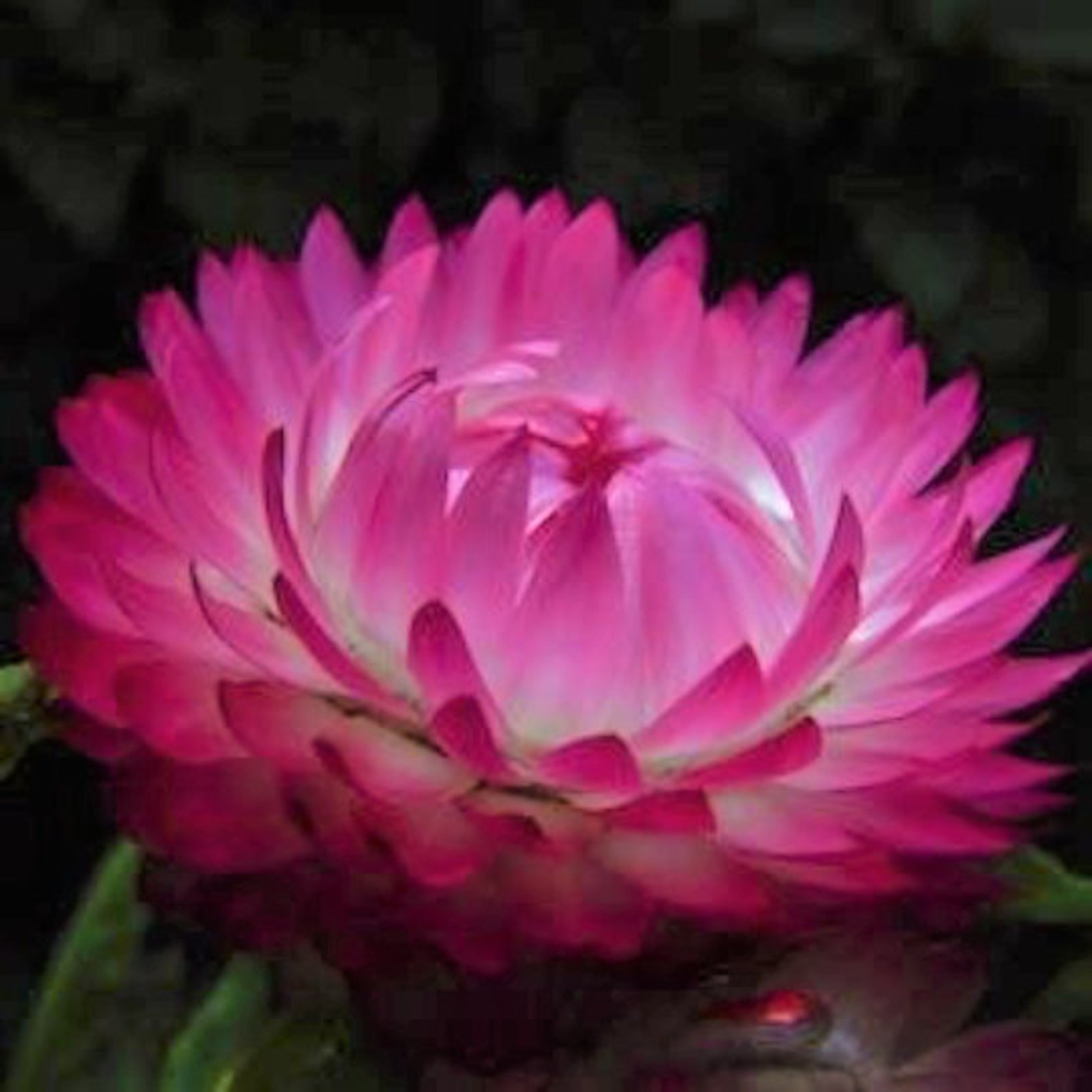 100 Bright Rose Strawflower Seeds Xerochrysum Bracteatum Etsy