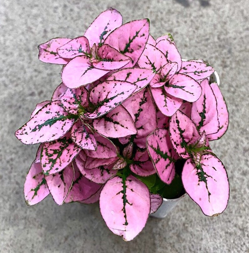 May include: A pink and green houseplant with small, oval-shaped leaves. The leaves have a speckled pattern of pink and green.