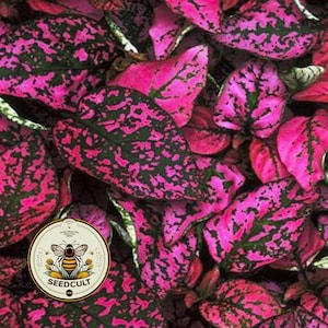 May include: Close-up of a collection of pink and green polka dot plant leaves. The leaves are a vibrant pink with dark green spots. A circular logo with a bee and the text "SEEDCULT" is visible.