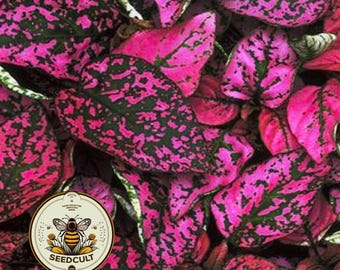 Rose Polka Dot Plant Seeds, Indoor Live House Plant Seeds, Hypoestes Phyllostachya, Perennial HY0310