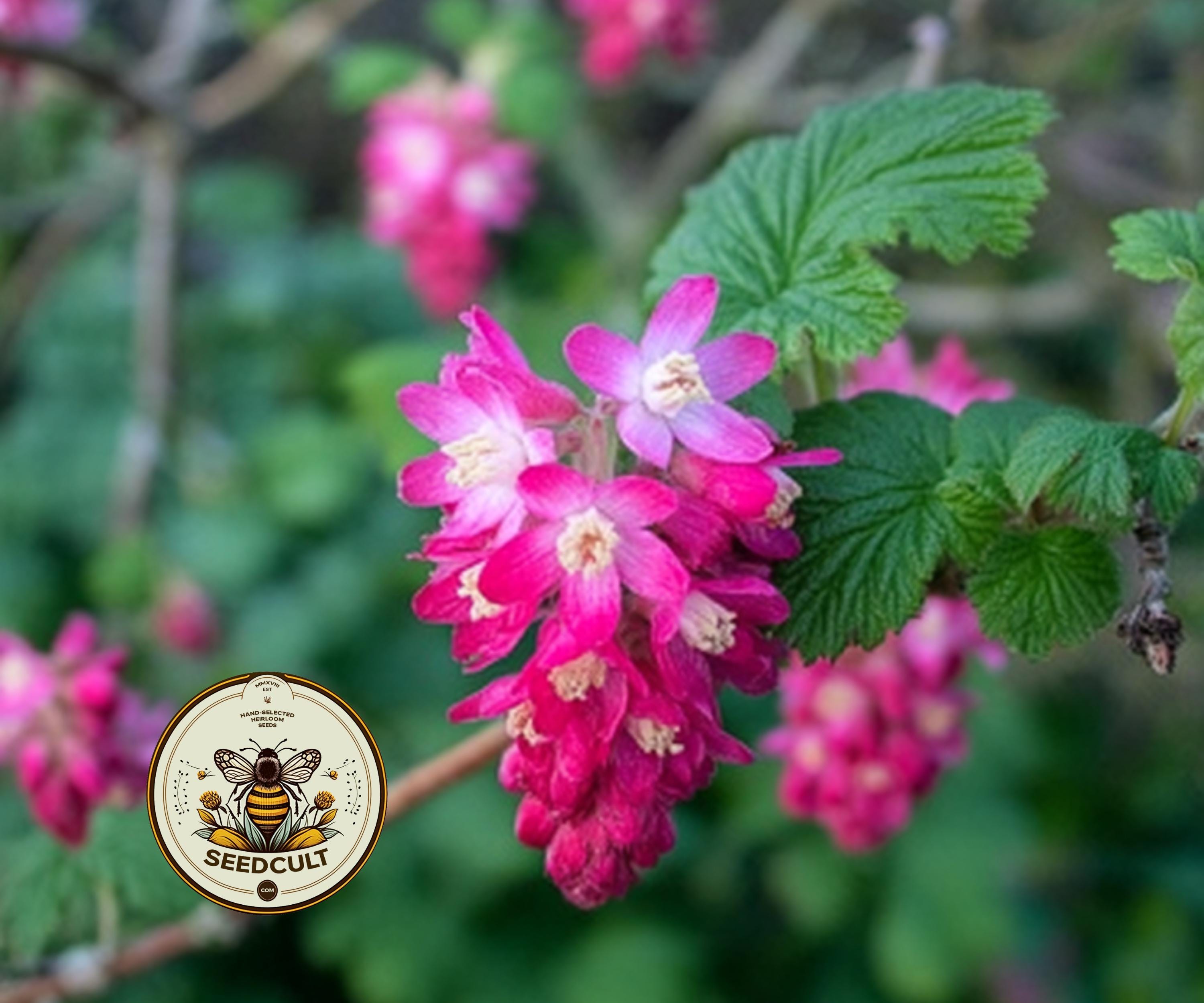 Native Alpine Currant NEW! Native Pink Mountain Currant, Sierra Currant, US Native Plants ...