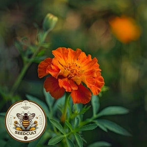 May include: Close-up of a vibrant orange marigold flower in full bloom, with layered petals and a dark green stem and leaves. The image includes a Seedcult logo with a bee illustration.