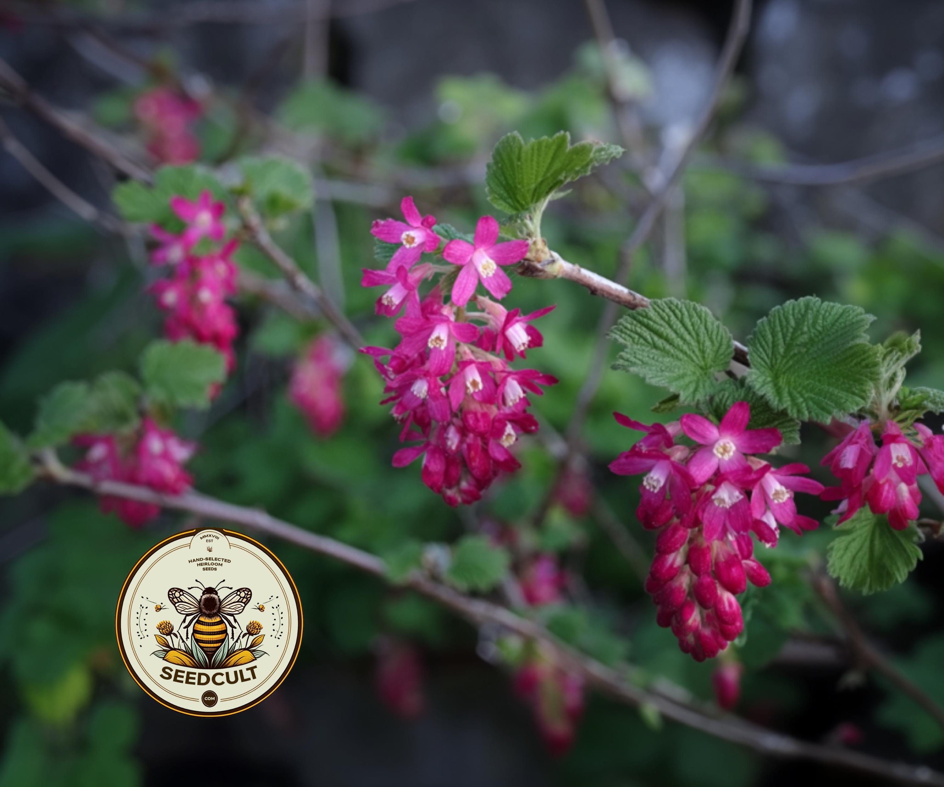 Native Alpine Currant NEW! Native Pink Mountain Currant, Sierra Currant, US Native Plants ...