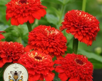 Zinderella Red Zinnia Seeds,  Zinnia Elegans ZE4710