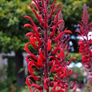 Devil's Tobacco Seeds, Rare Cardinal Flower Variant, Lobelia Tupa LO2325